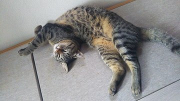 DSC_0539-thumbnail2.jfif