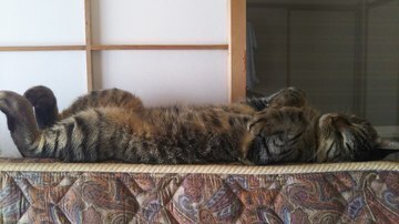 DSC_0697-thumbnail2.jfif